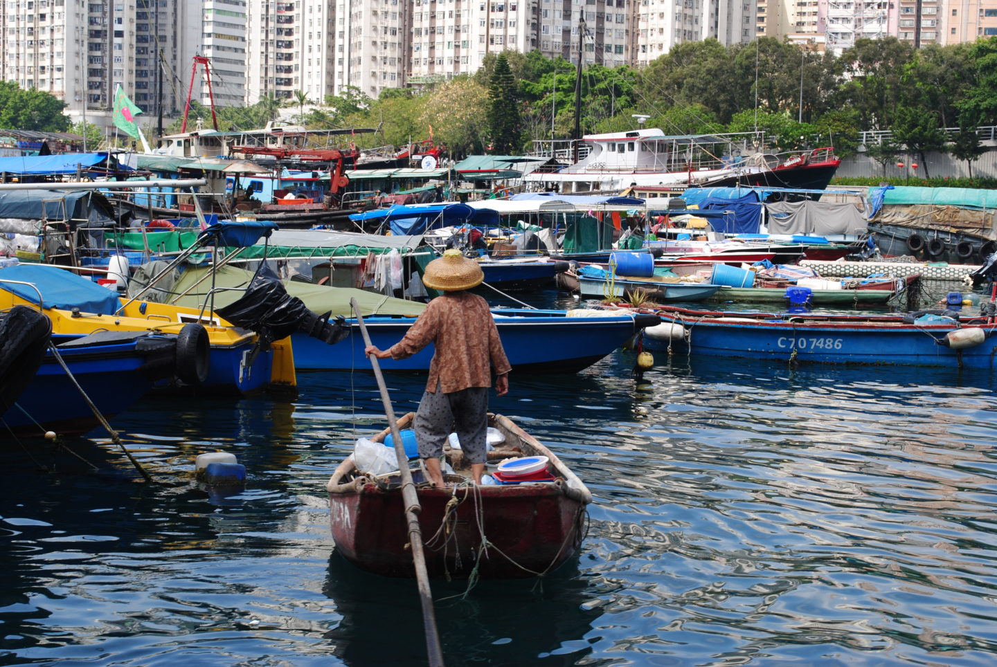 A Tanka boat woman sculls her boat through the waters of Aberdeen Harbour. Reef fish are smuggled via Hong Kong into mainland China