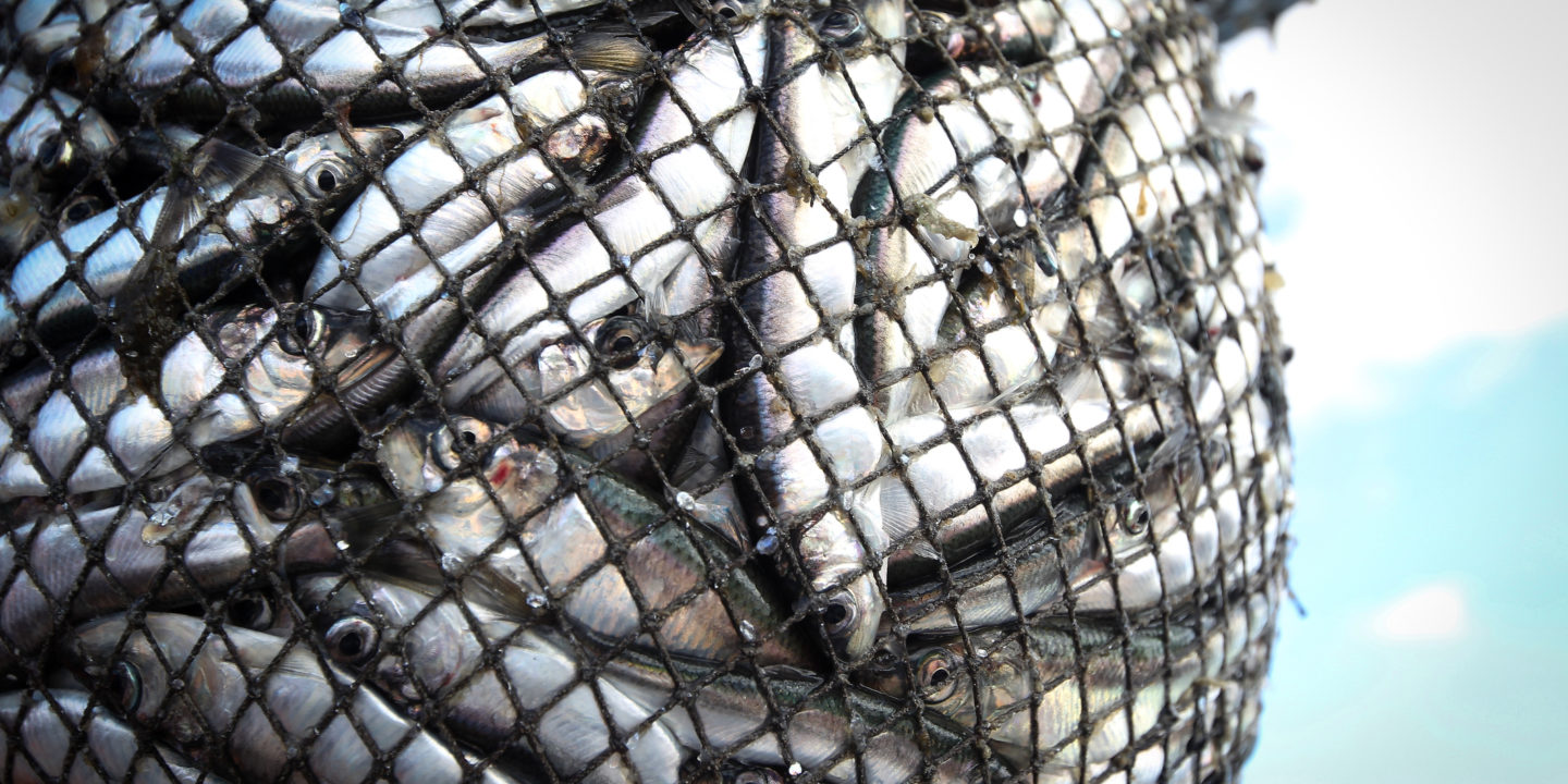 fish in a net