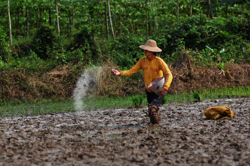 A farmer spreads fertiliser on a field in Zuntan town, Haikou city, Hainan province (Image: Liu Feiyuan / Greenpeace)
