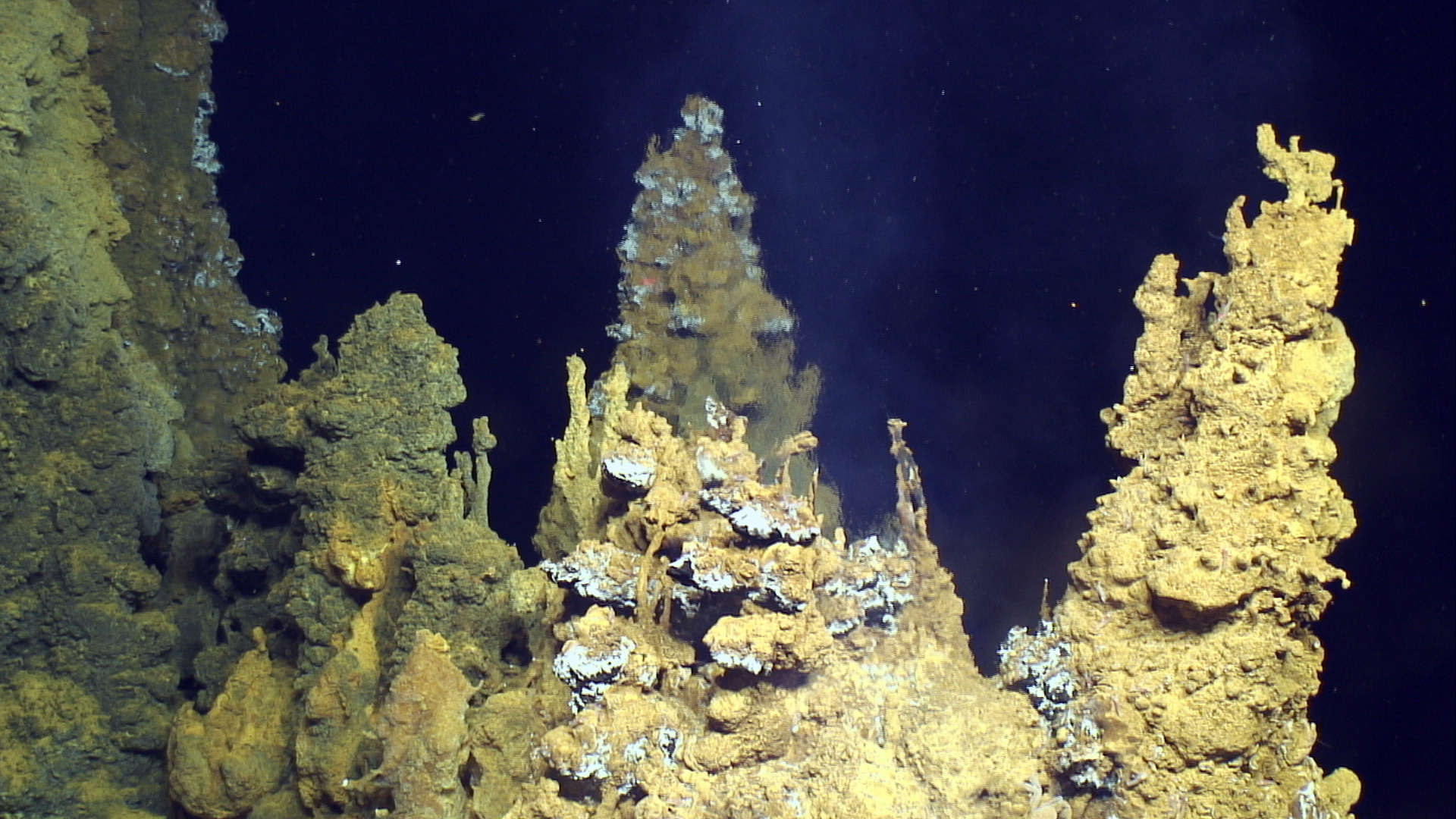 Hydrothermal vents like these are targeted for deep-sea mining.