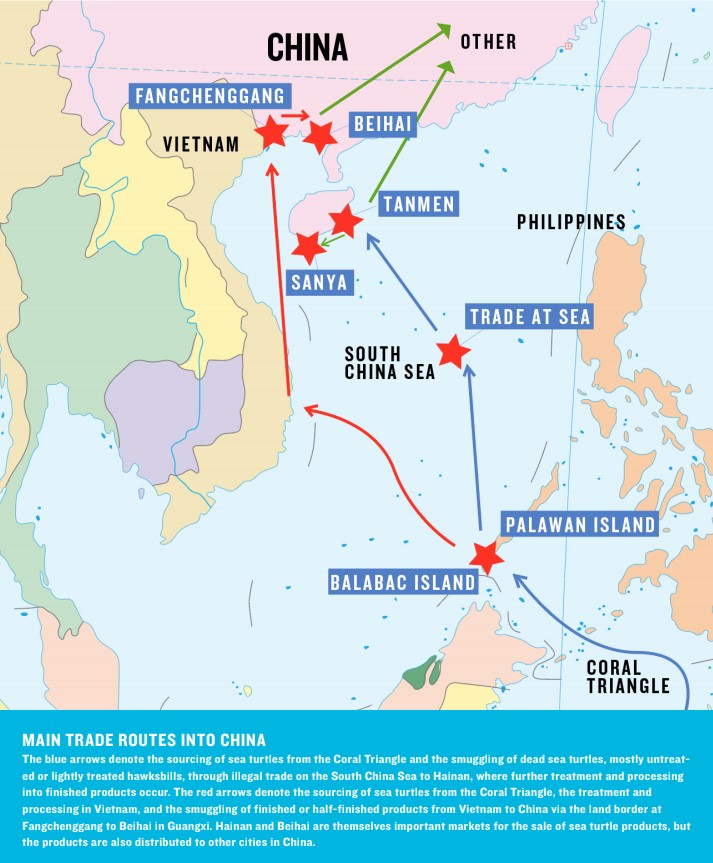 The main trade routes for hawksbill sea turtles through Asia to China.