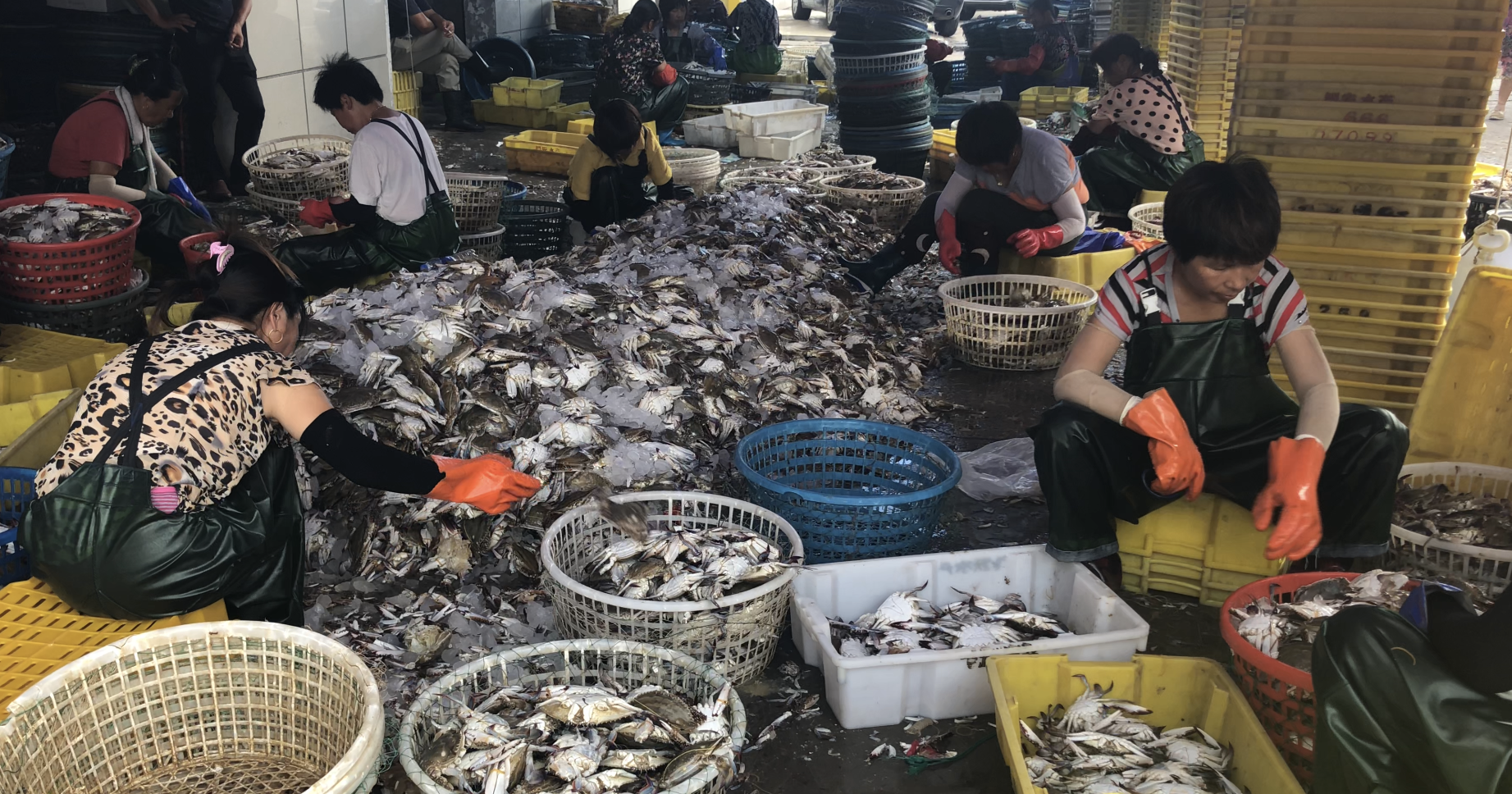 四川省启东吕四镇水产路的一家海产店工人正在整理运上岸的梭子蟹。摄影：康宁