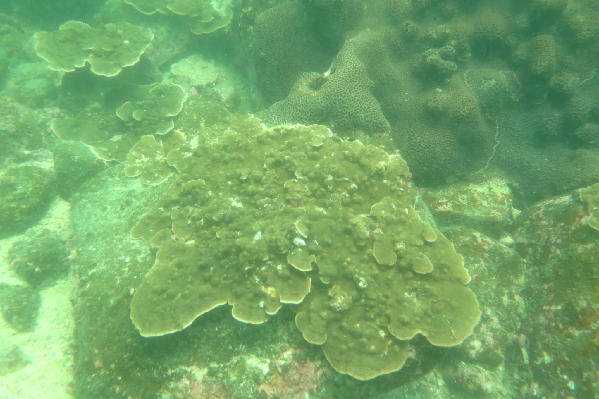 A piece of live coral on the seabed of Dapeng Bay.