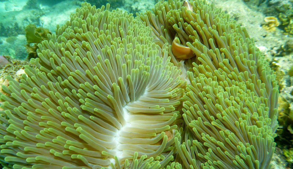 徐闻国家级珊瑚礁自然保护区