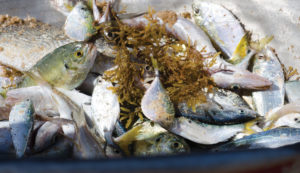 加纳的鱼类资源和小规模渔民受到工业拖网捕鱼的威胁（图片来源：EJF）
