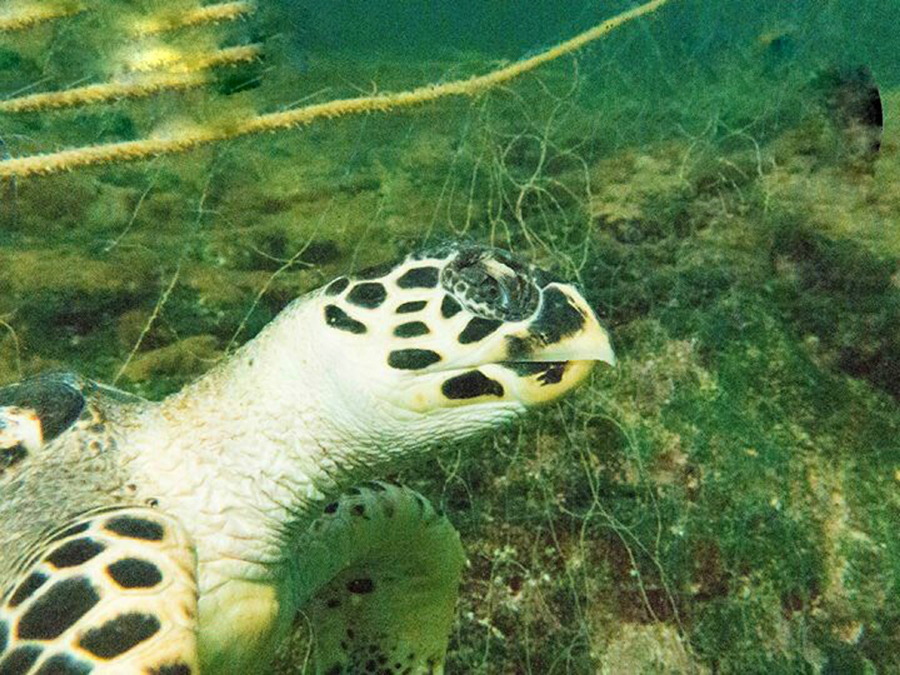 一头被渔网缠住的海龟死亡过程十分漫长而痛苦。