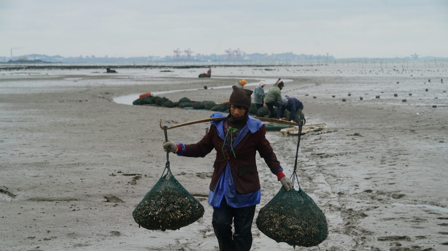 Fish farmers in China on beach collecting fish after a chemical leak