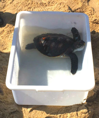 A turtle about to be returned to the wild at Huidong Sea Turtle Reserve (Image: Jia Yuyan）