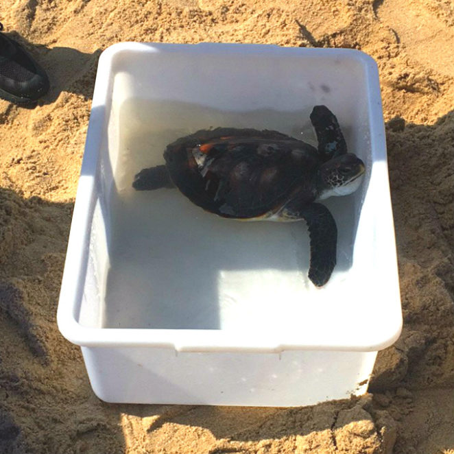 惠东海龟保护区，一只等待被放养的海龟，图片来源：贾语嫣