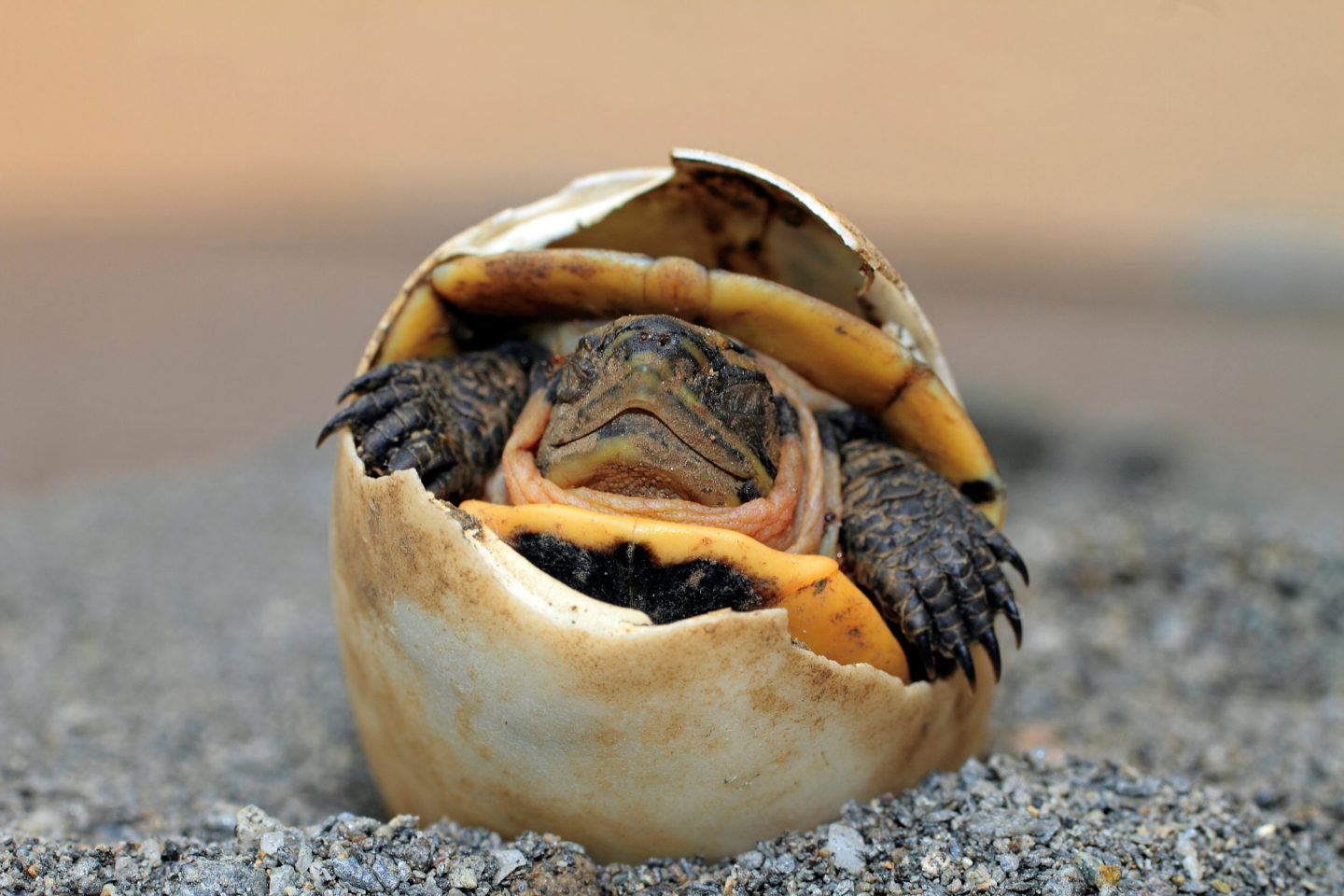 An amboina box turtle hatches from egg, closed eyes, Puerto Galera, Mindoro, Philippines