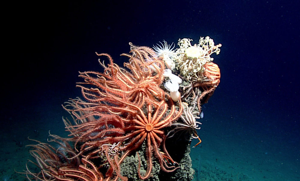 sea stars on pinnacle, likely to be affected by any deep sea mining operations