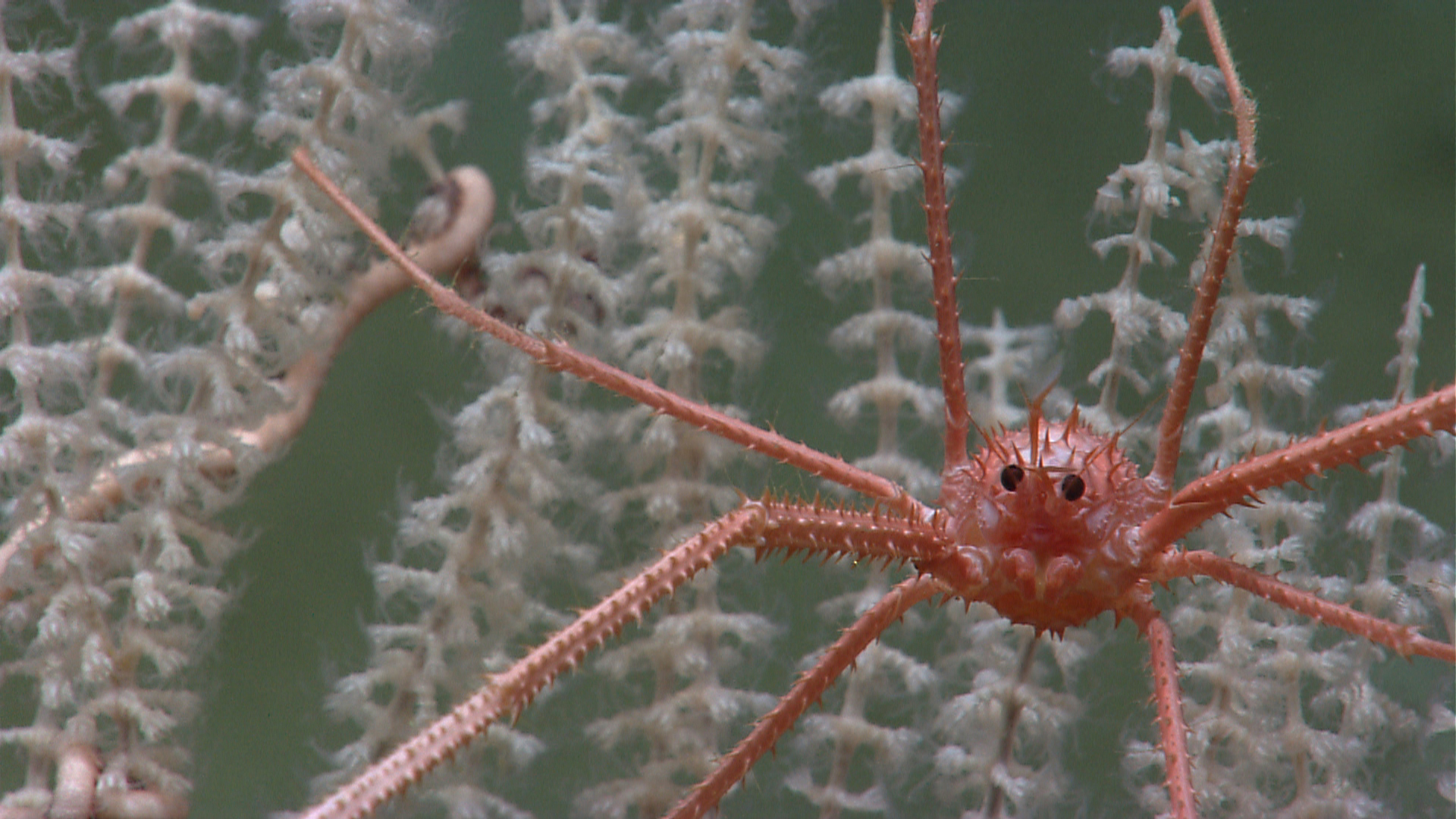 生活在墨西哥湾深达1,150米的海底的蜷伏龙虾。 （图片来源：NOAA）