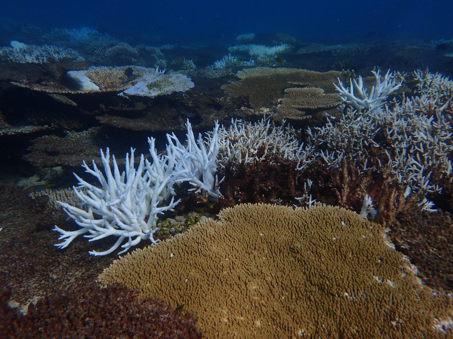 Coral reefs photographed by David Obura