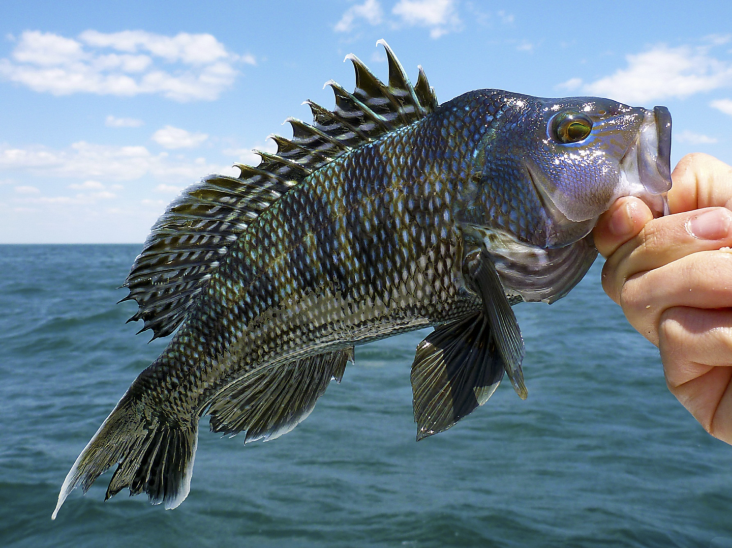 Black sea bass are one of the climate change "winners" that have seen their productivity increase with warming ocean temperatures in the East China Sea