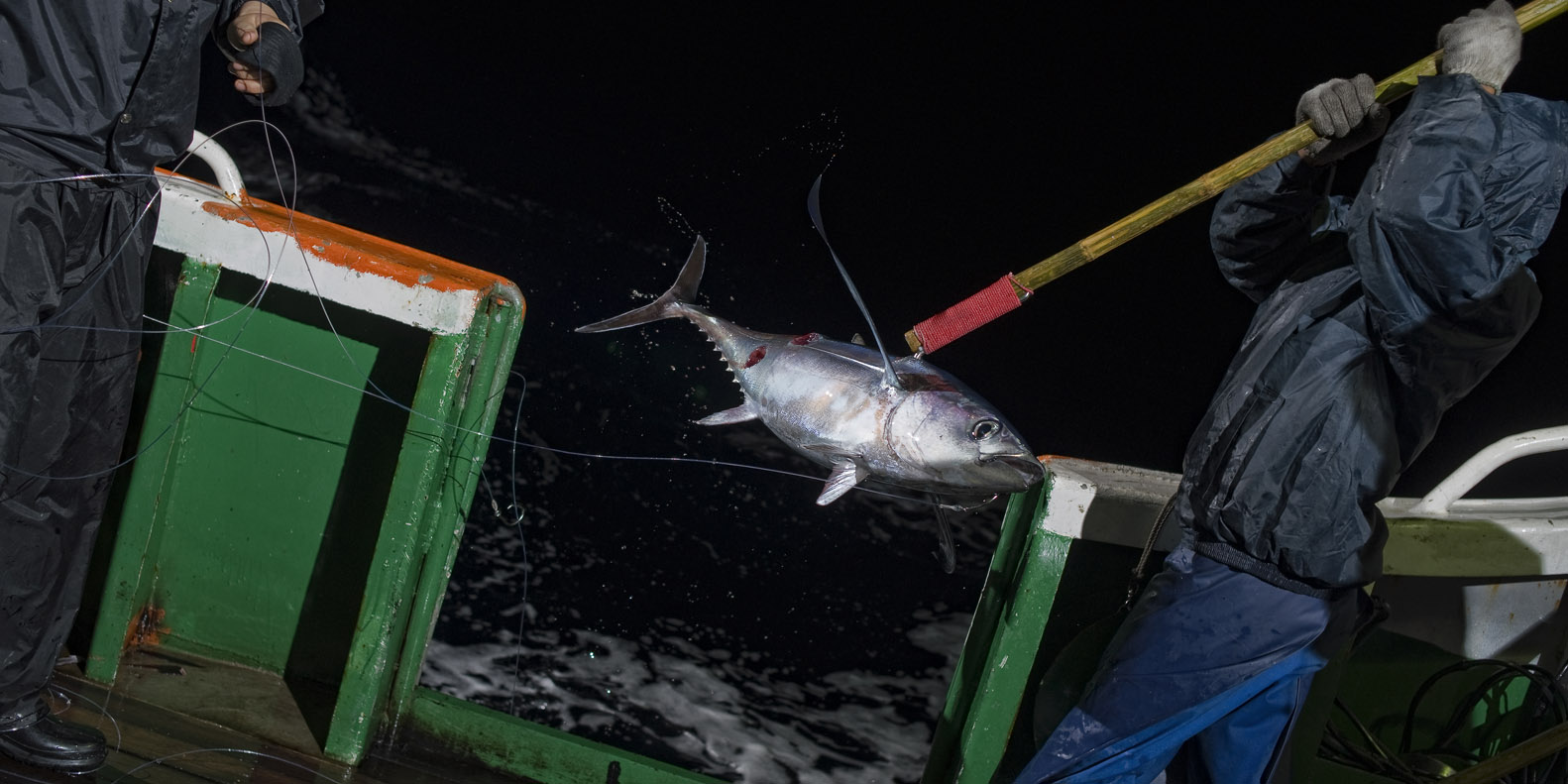 Tuna caught by a Chinese long-liner (Image: Stam Lee)