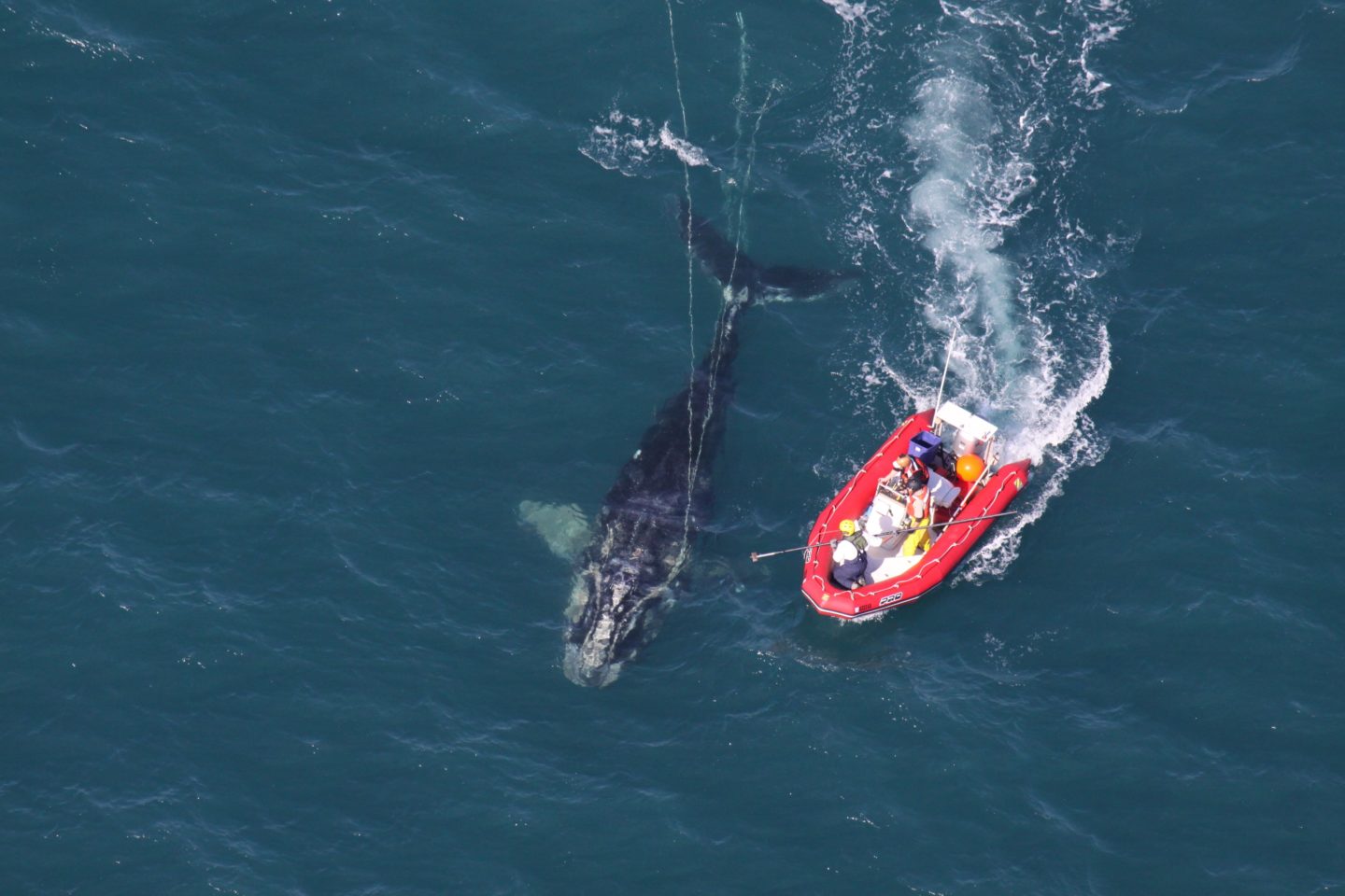 NOAA scientists approaching a young North Atlantic right whale they disentangled off Cape Canaveral, Florida, a marine protected area
