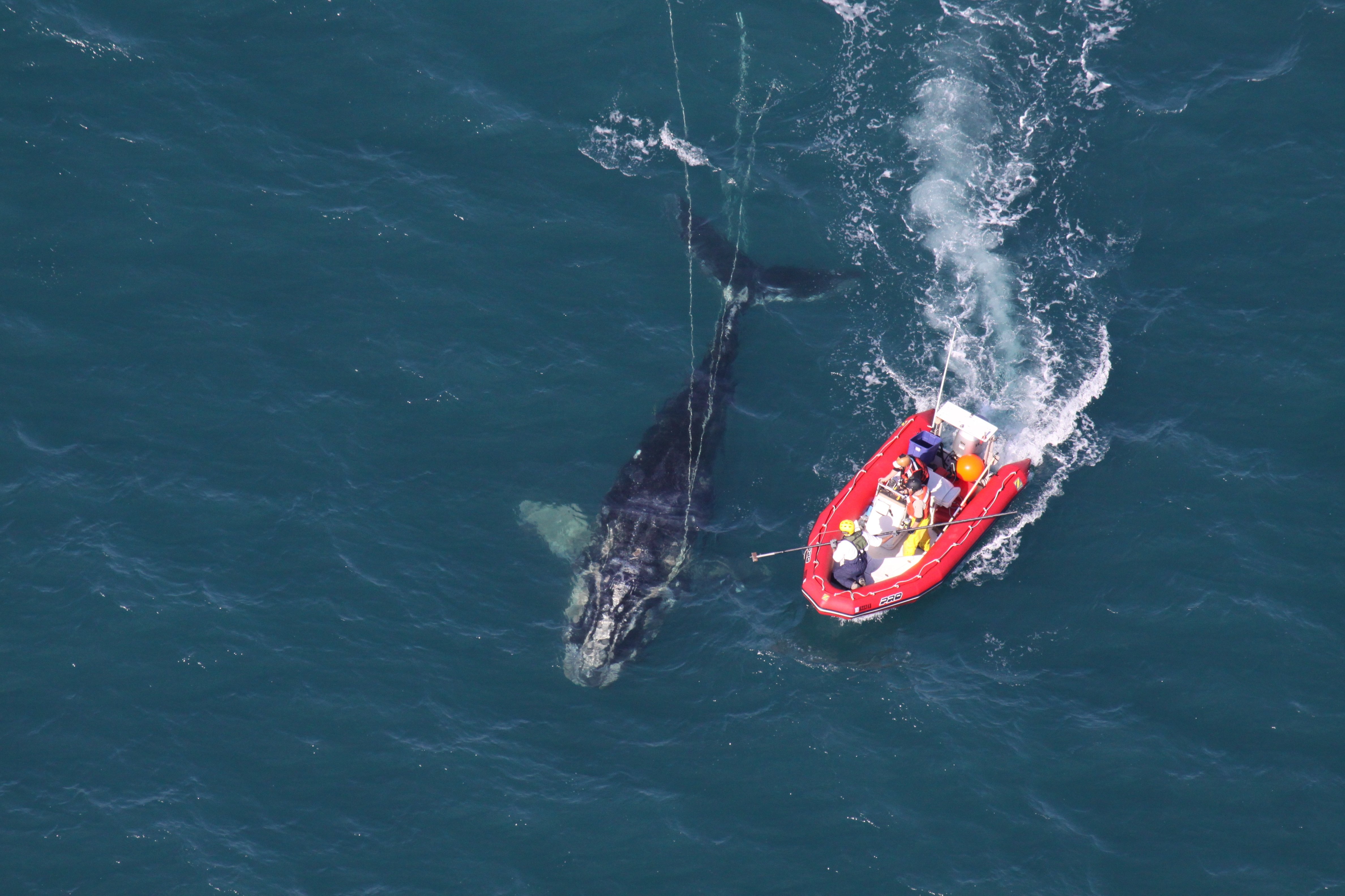 美国国家海洋和大气管理局渔业局的科学家在卡纳维拉尔角，试图接近了一只年轻的北大西洋露脊鲸。图片来源：NOAA