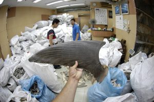 A shark fin wholesaler in Hong Kong