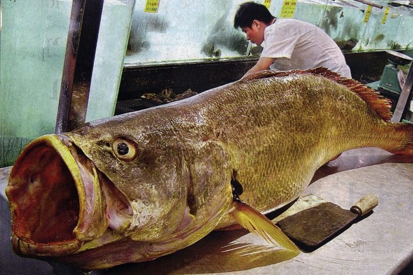 A Chinese bahaba in 2003, totoaba fish bladder