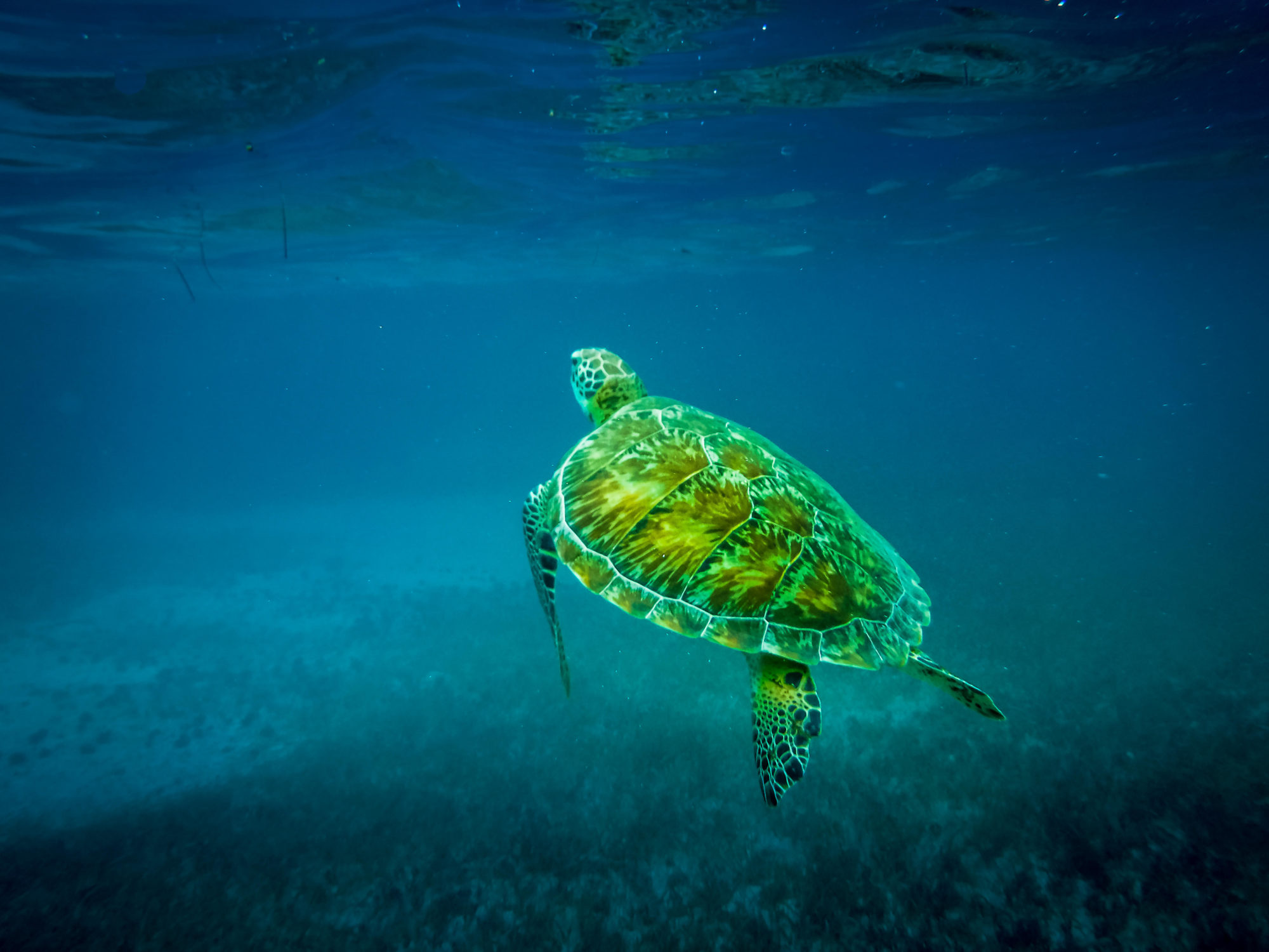 Loggerhead turtles are found in the waters of Abrolhos National Park (Image: Alamy)