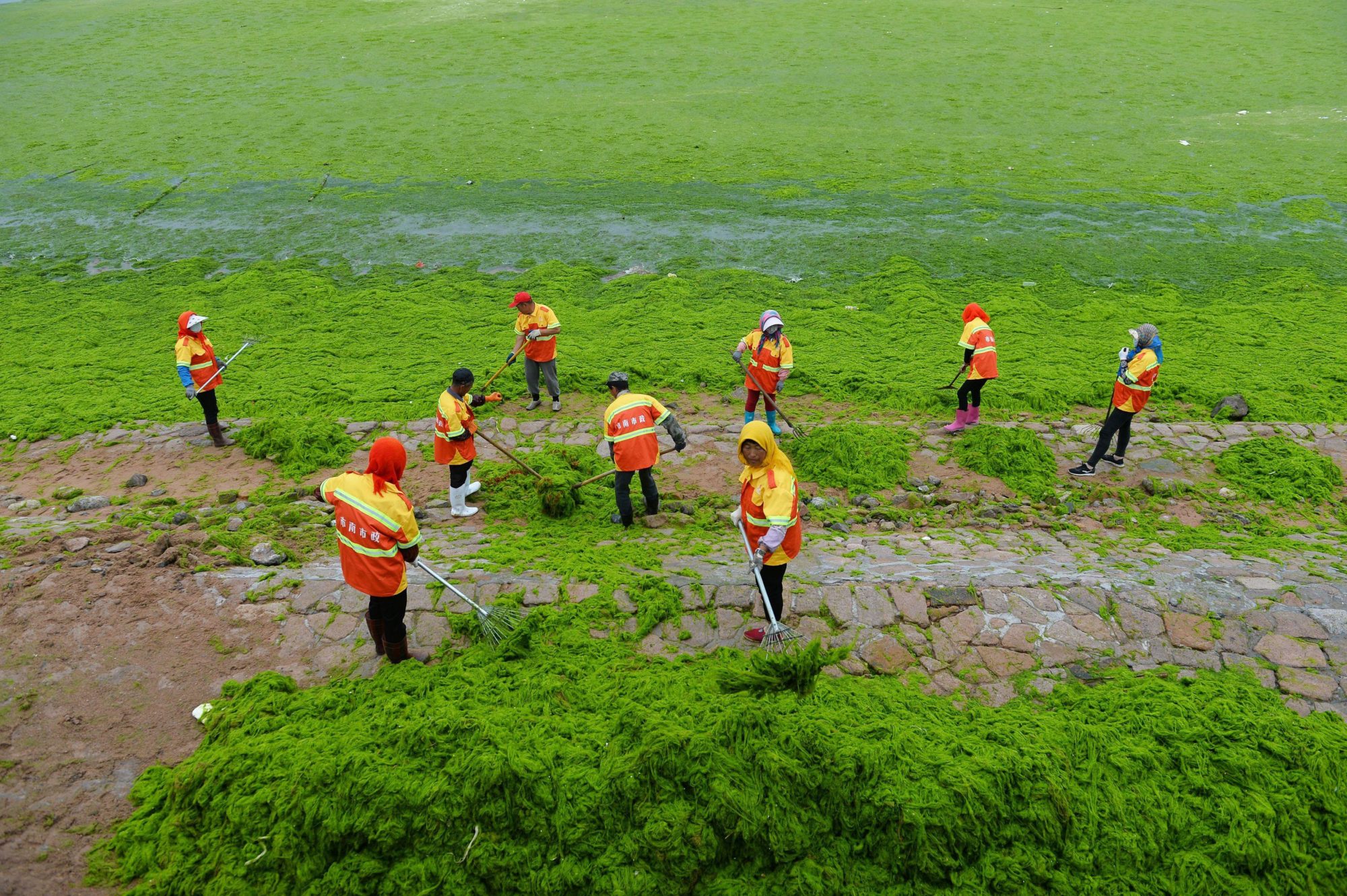 The green algae covers beach in Qingdao, east China's Shandong Province.