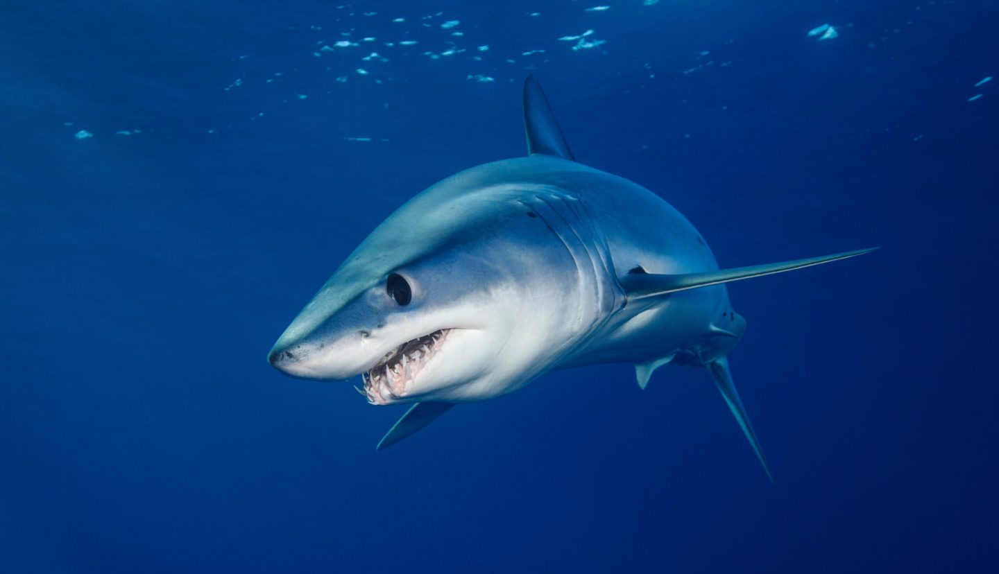 biodiversity: The shortfin mako, world's fastest shark, New Zealand,