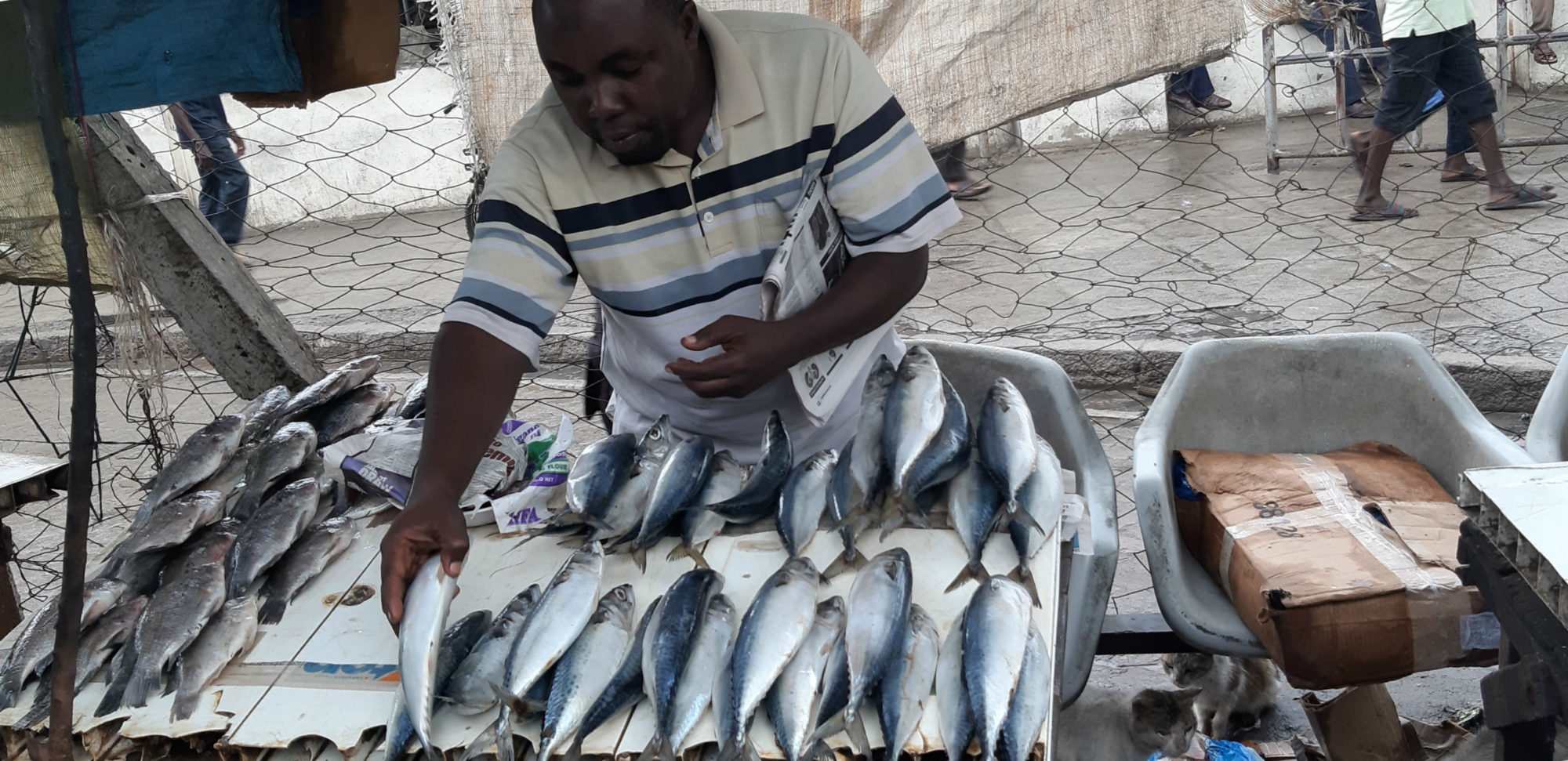 蒙巴萨Likoni鱼市场上从中国进口鲭鱼和罗非鱼