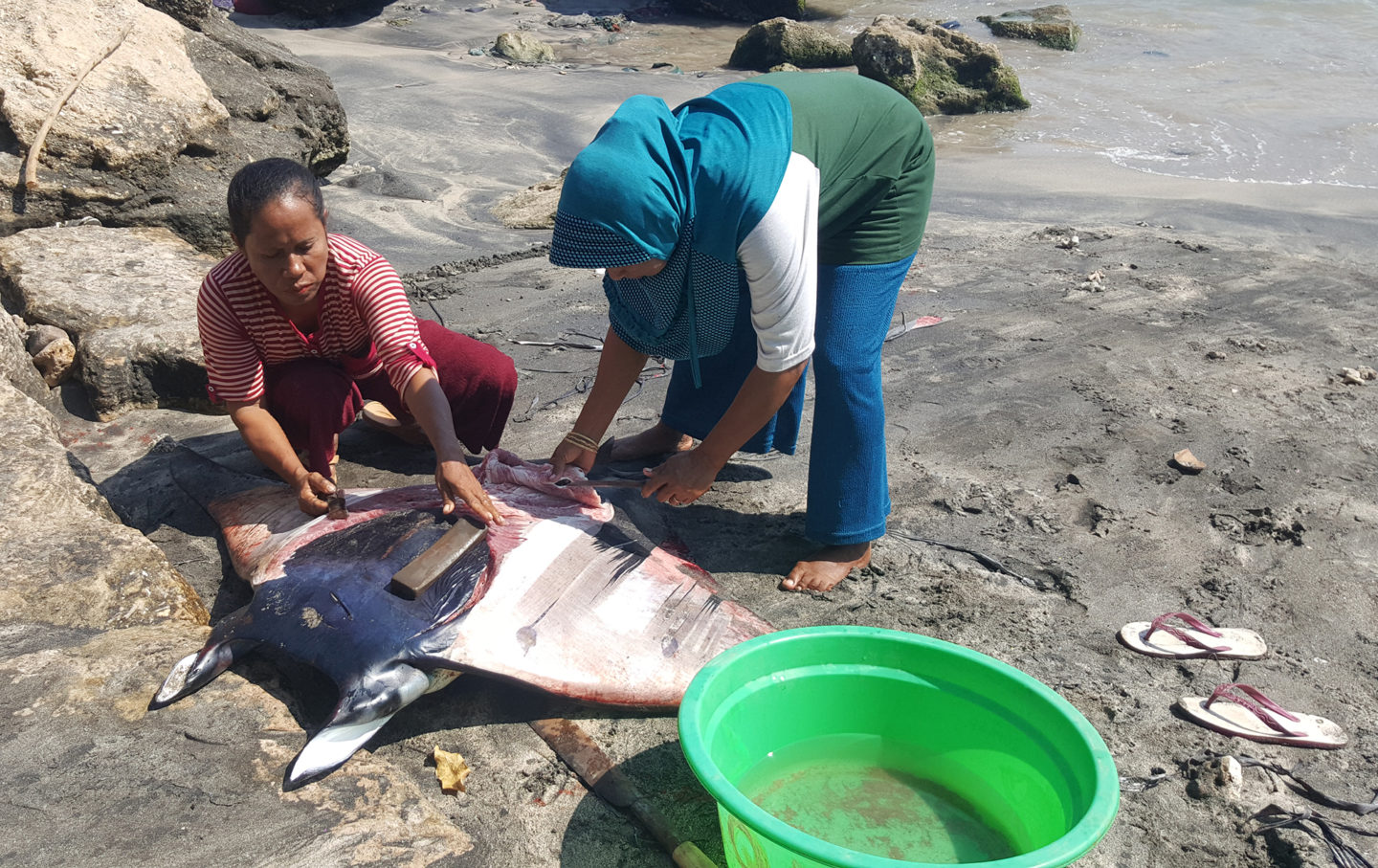 preparing a recently caught devil ray