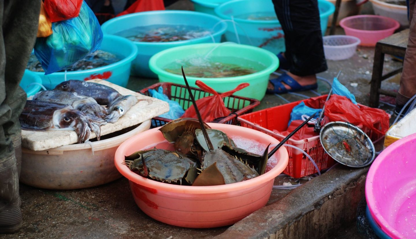 Chinese horseshoe crabs for sale in a Guangxi market. 