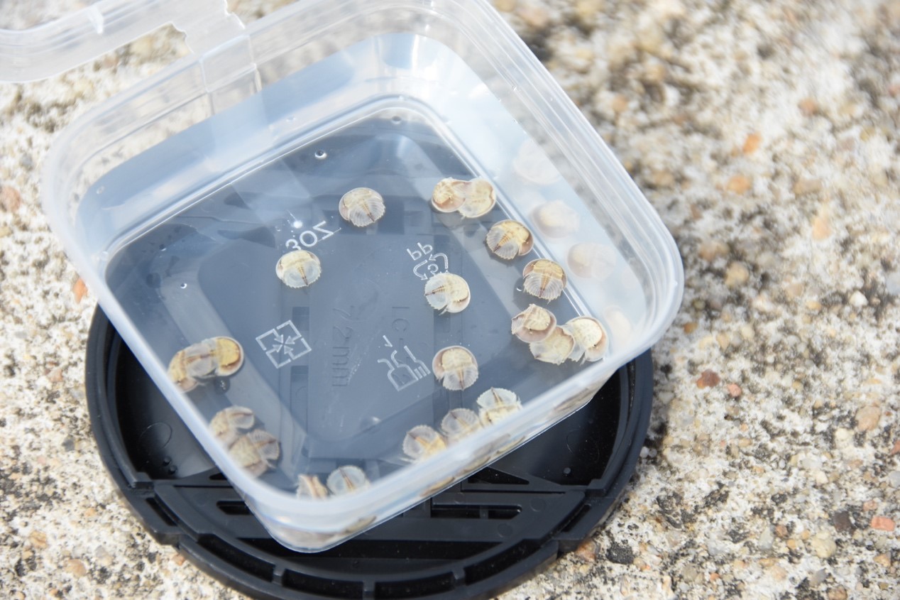 Juvenile horseshoe crabs ready to be released into the wild