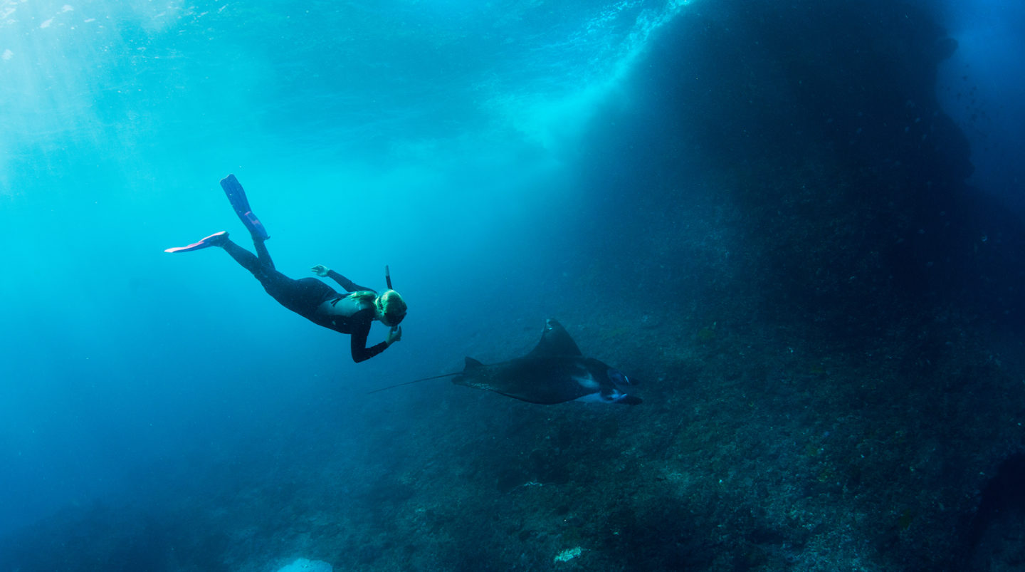 A tourist dives with a reef manta
