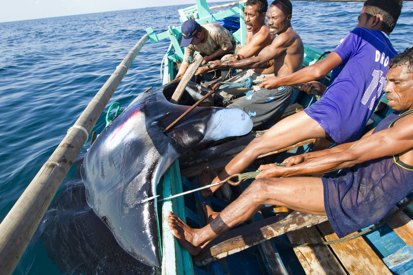 Taken in 2011, this photo shows Lamakera hunters pulling a harpooned manta on board their boat. 