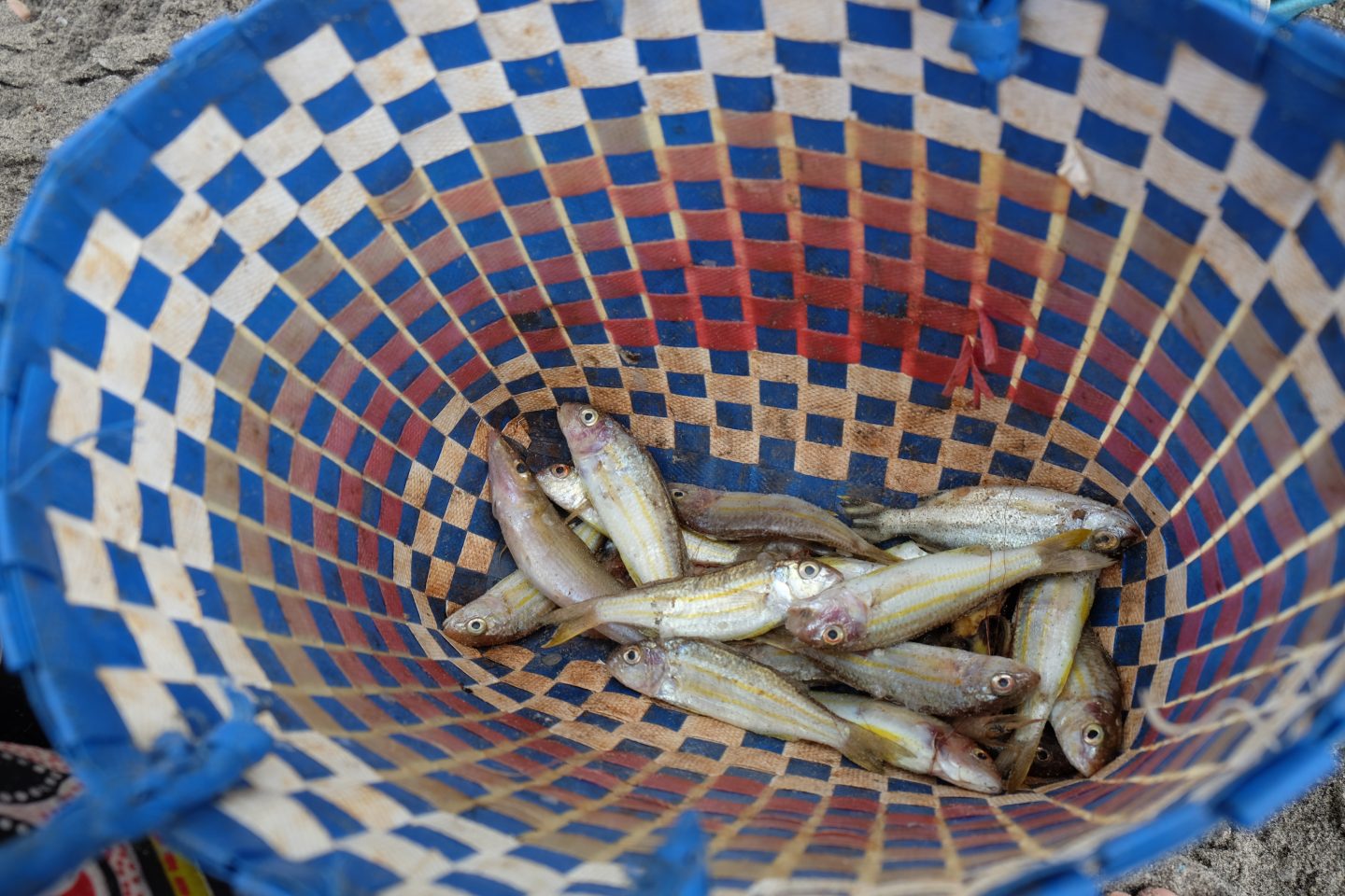 A smal catch of fish in a basket. In recent years, catches off the coast of Madagascar have been shrinking