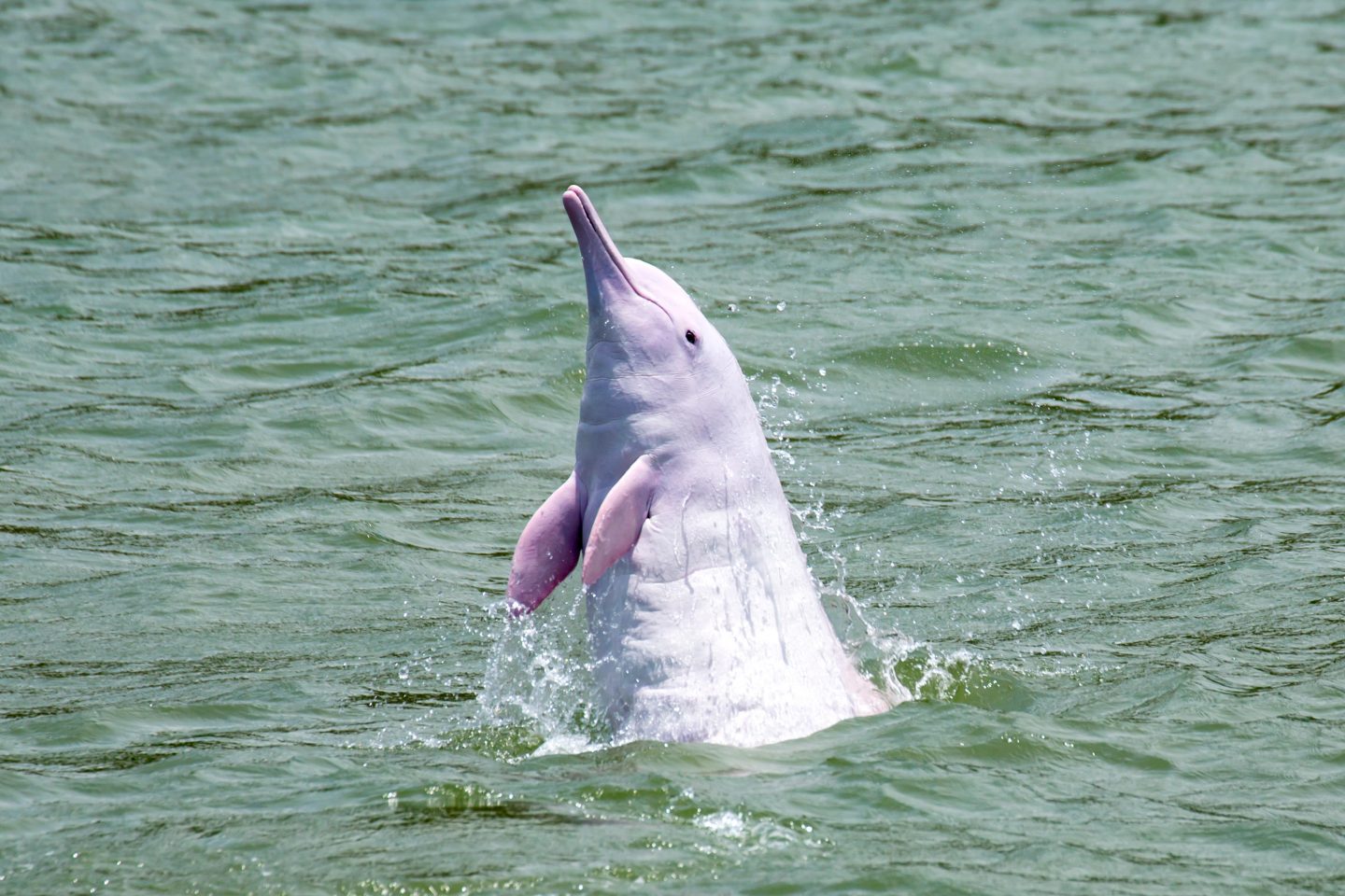 Coastal wetlands are an important habitat of Indo-Pacific Humpback Dolphin 