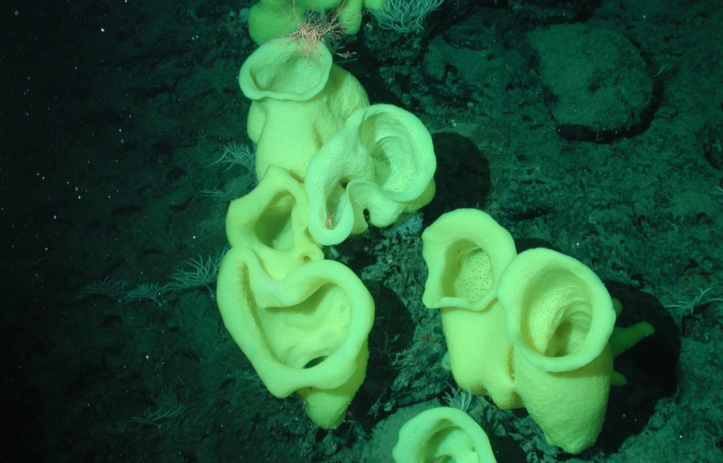 Yellow Picasso sponges (Staurocalyptus sp.) at 1330 meters water depth