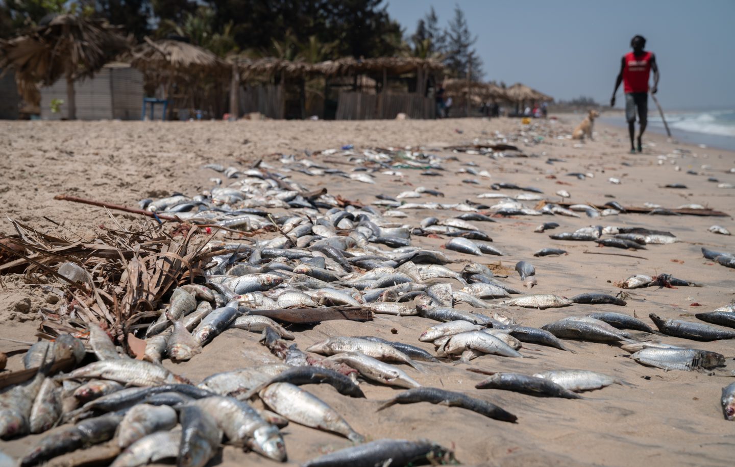 冈比亚海滩死鱼遍布