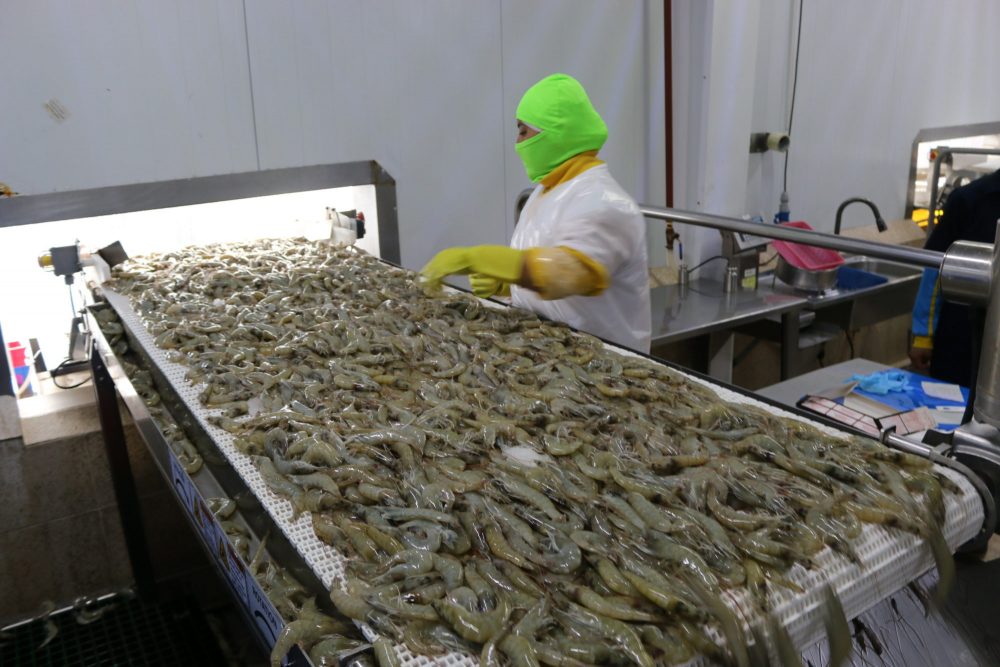 An Ecuadorean shrimp processing plant