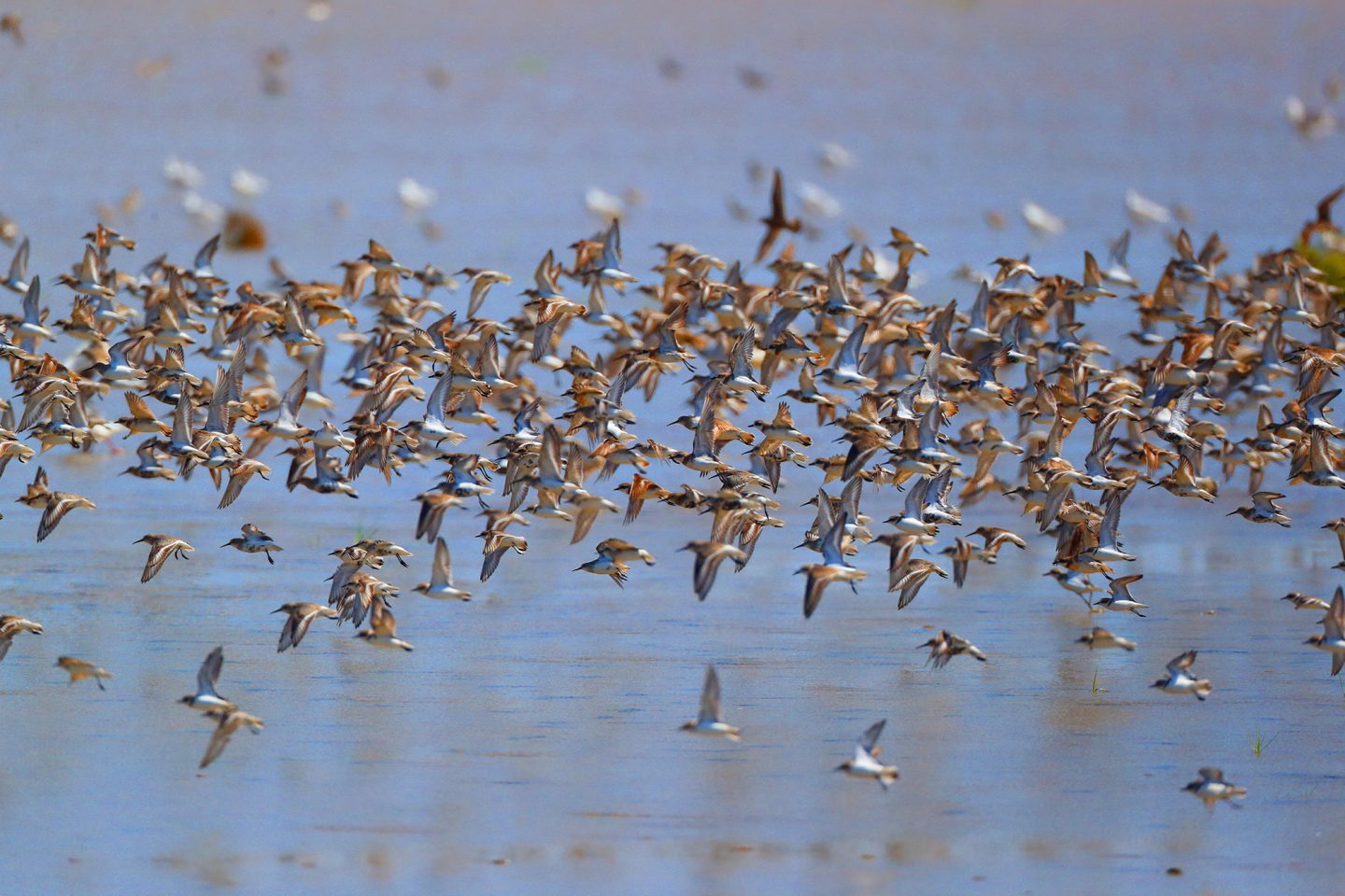 flock of redknots, east china wetlands