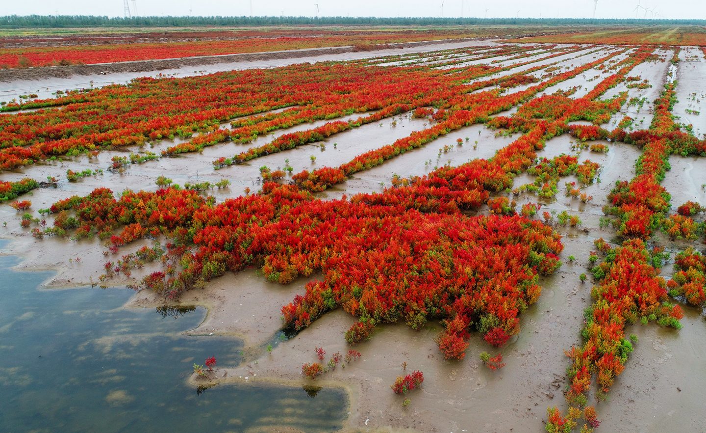 reclaimed wetlands in Tiaozini