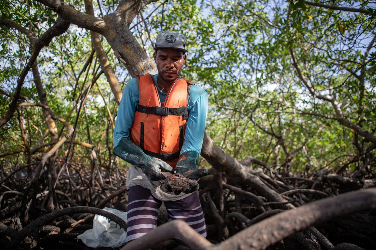 man holds mangrove roots covered in oil from brazil oil spill 2019
