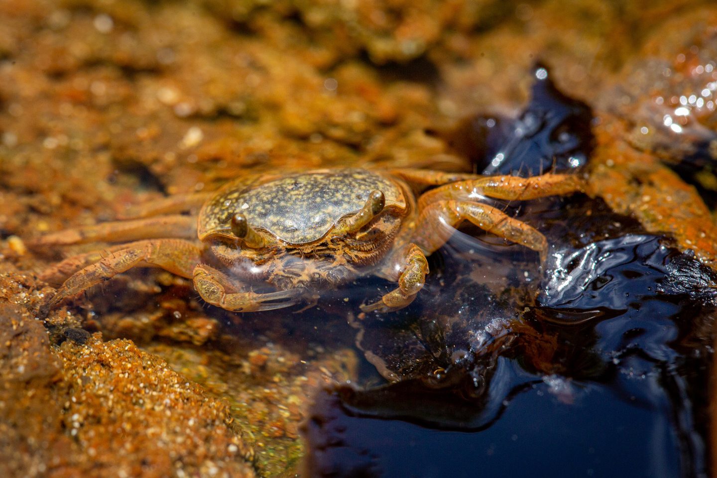crab trapped in oil from brazil oil leak