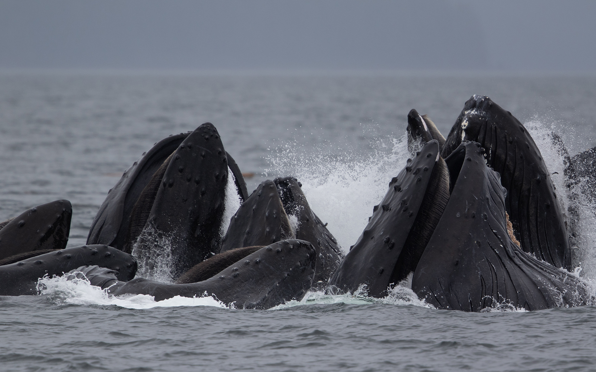 Humpback whales in Alaska fishing for herring
