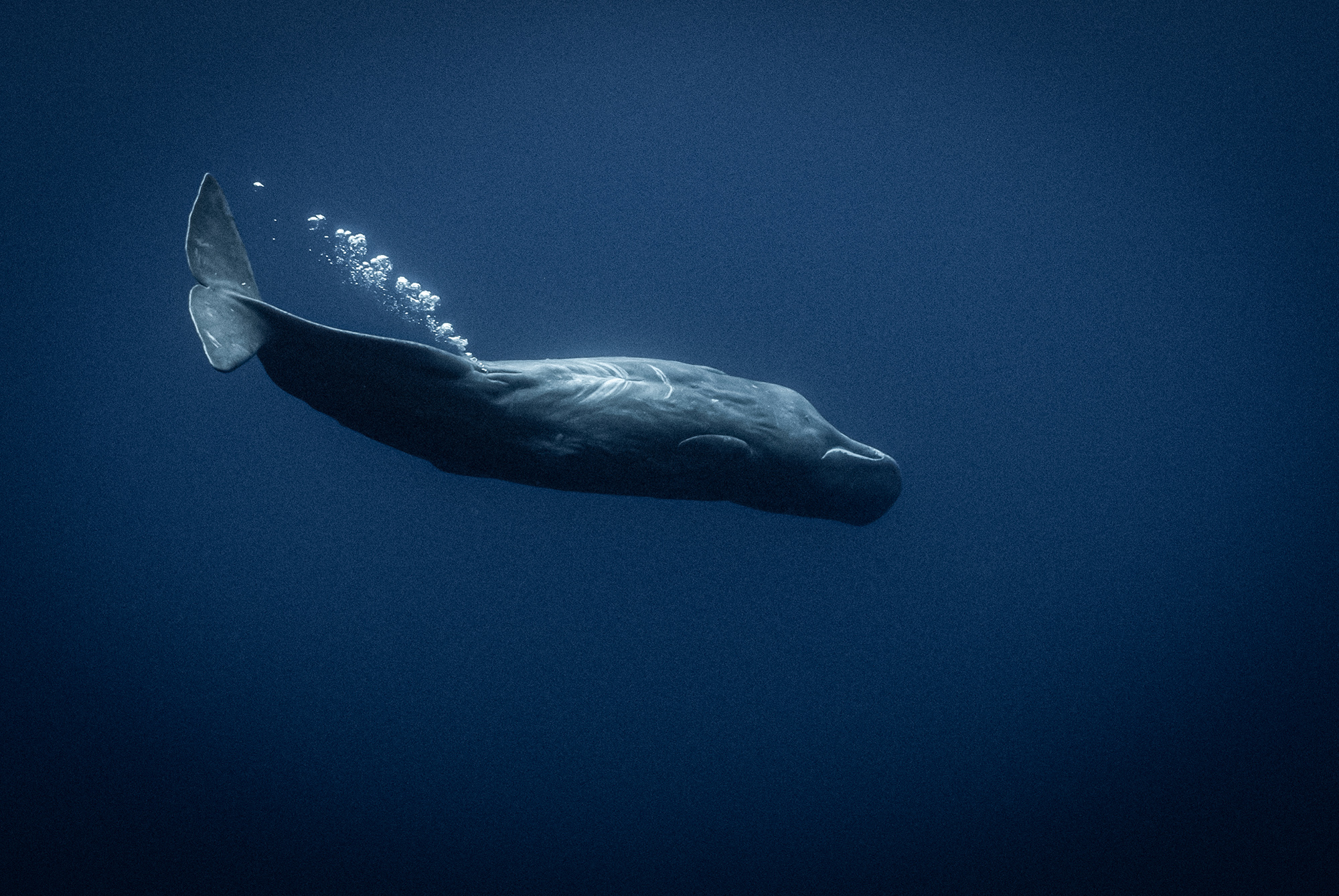 a lone sperm whale farting