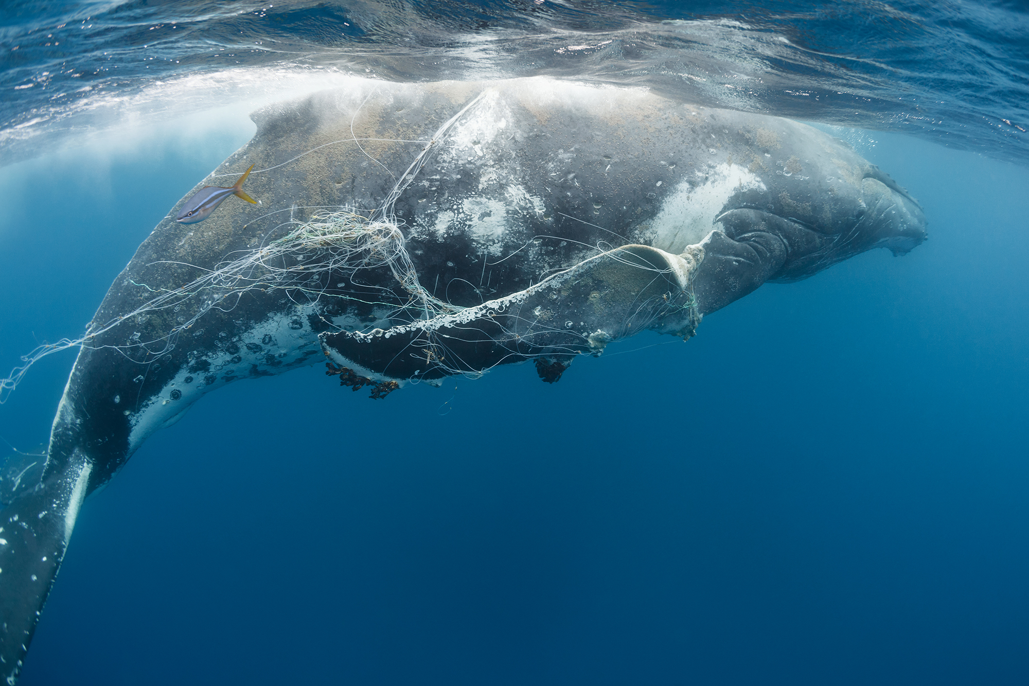 A humpback whale entangled by longline fishing gear. 