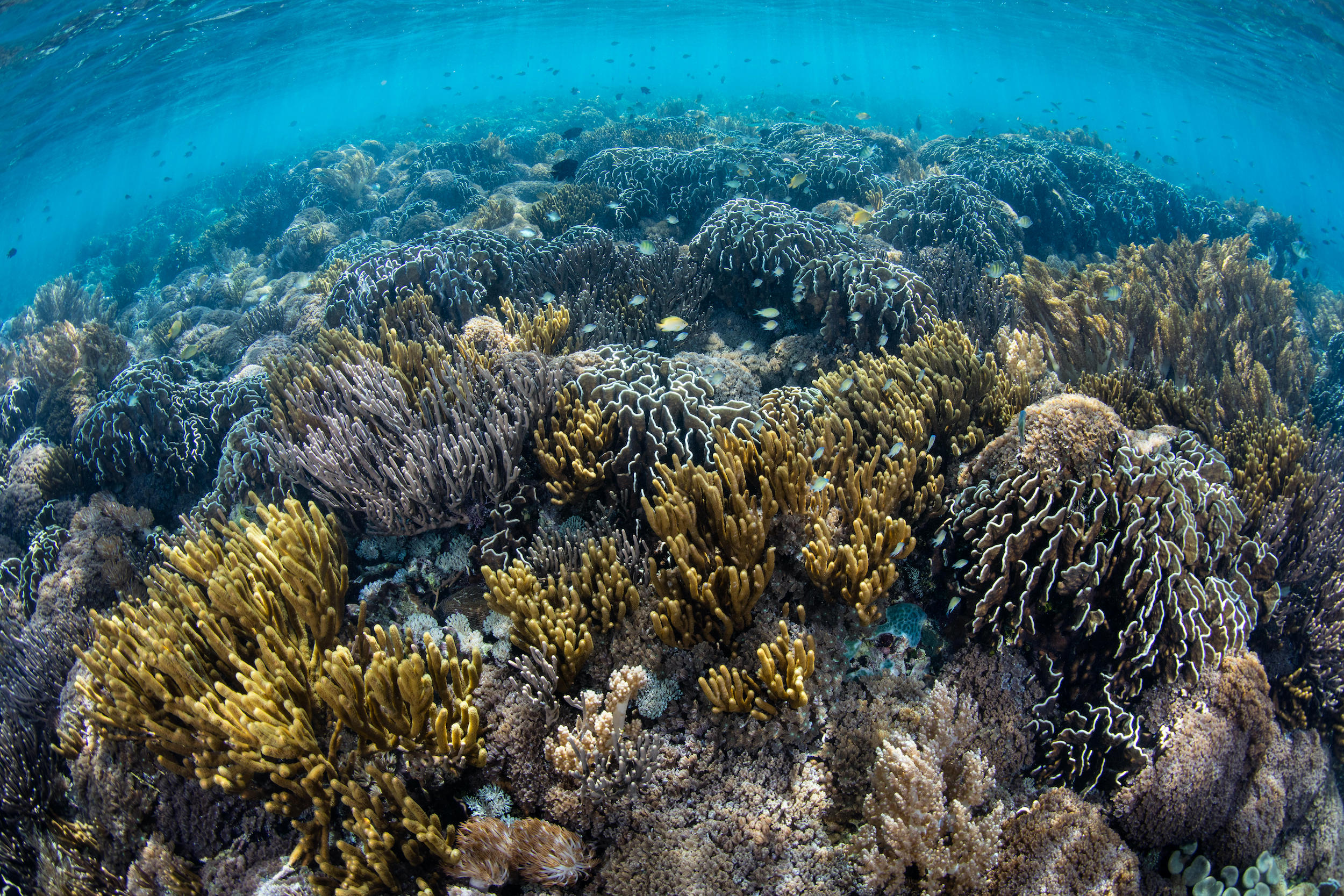  A healthy coral reef in Indonesia 