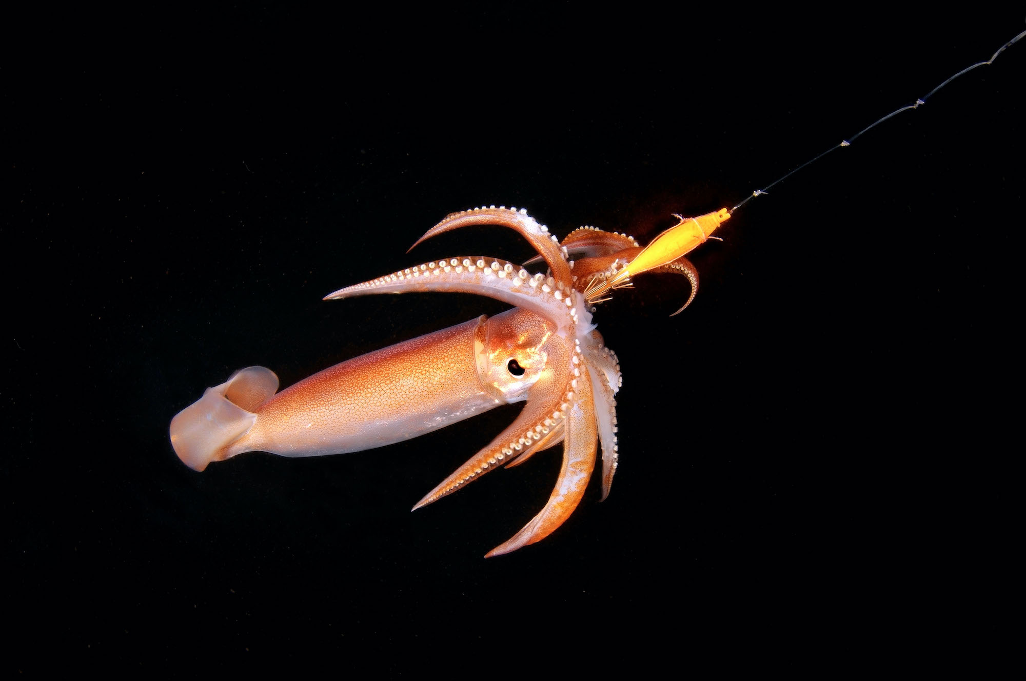 japanese flying squid