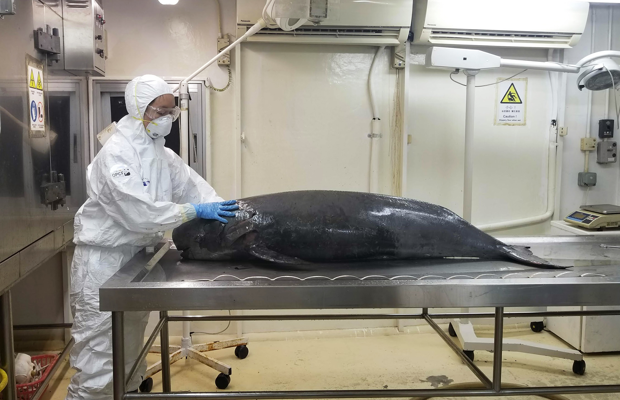 scientist in hazmat suit prepares to perform a necropsy on a finless porpoise stranded in Hong Kong
