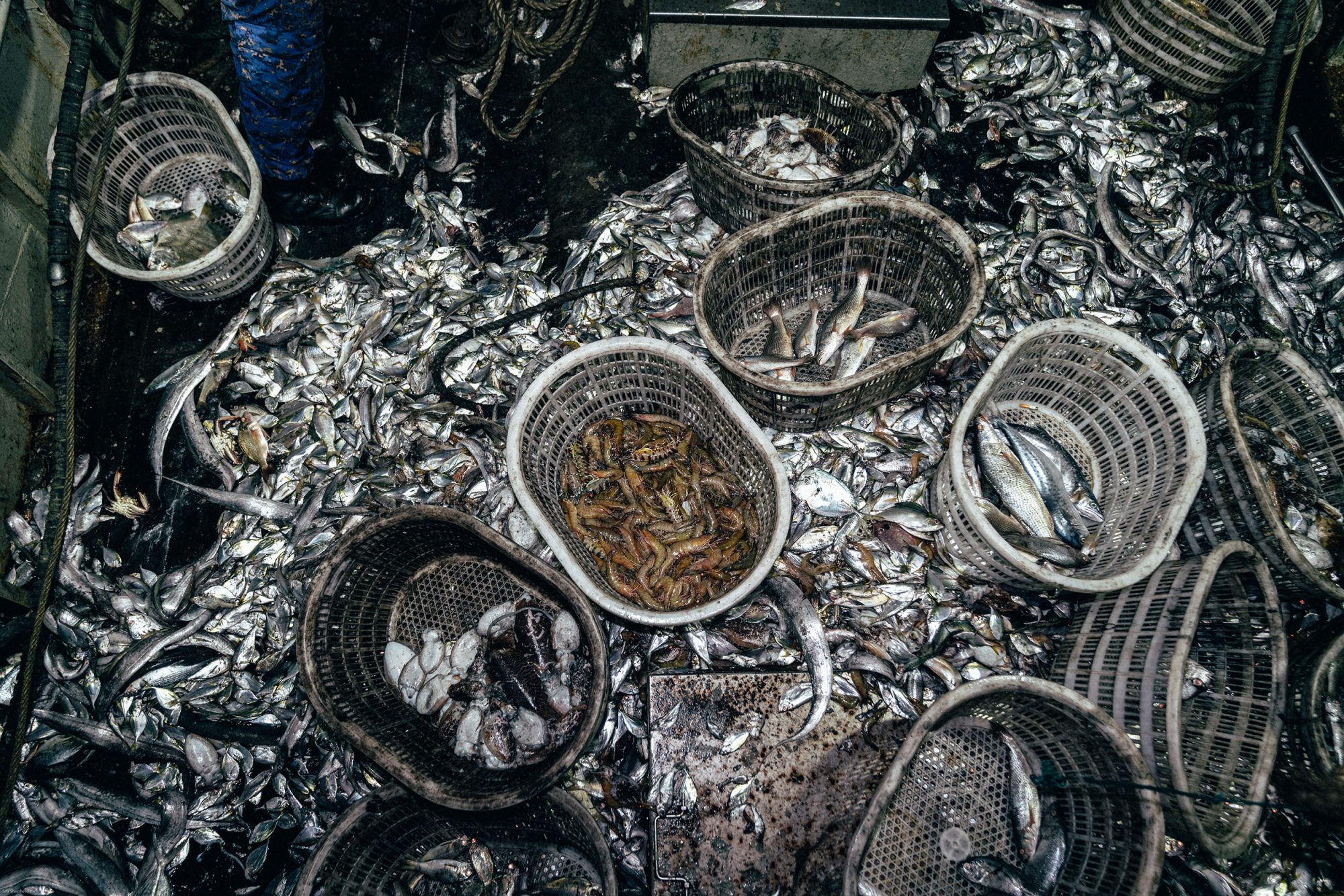 piles of small fish caught by a trawler operating illegally in a protected area off the Gambia’s coast (Image © Leon Greiner / Sea Shepherd)