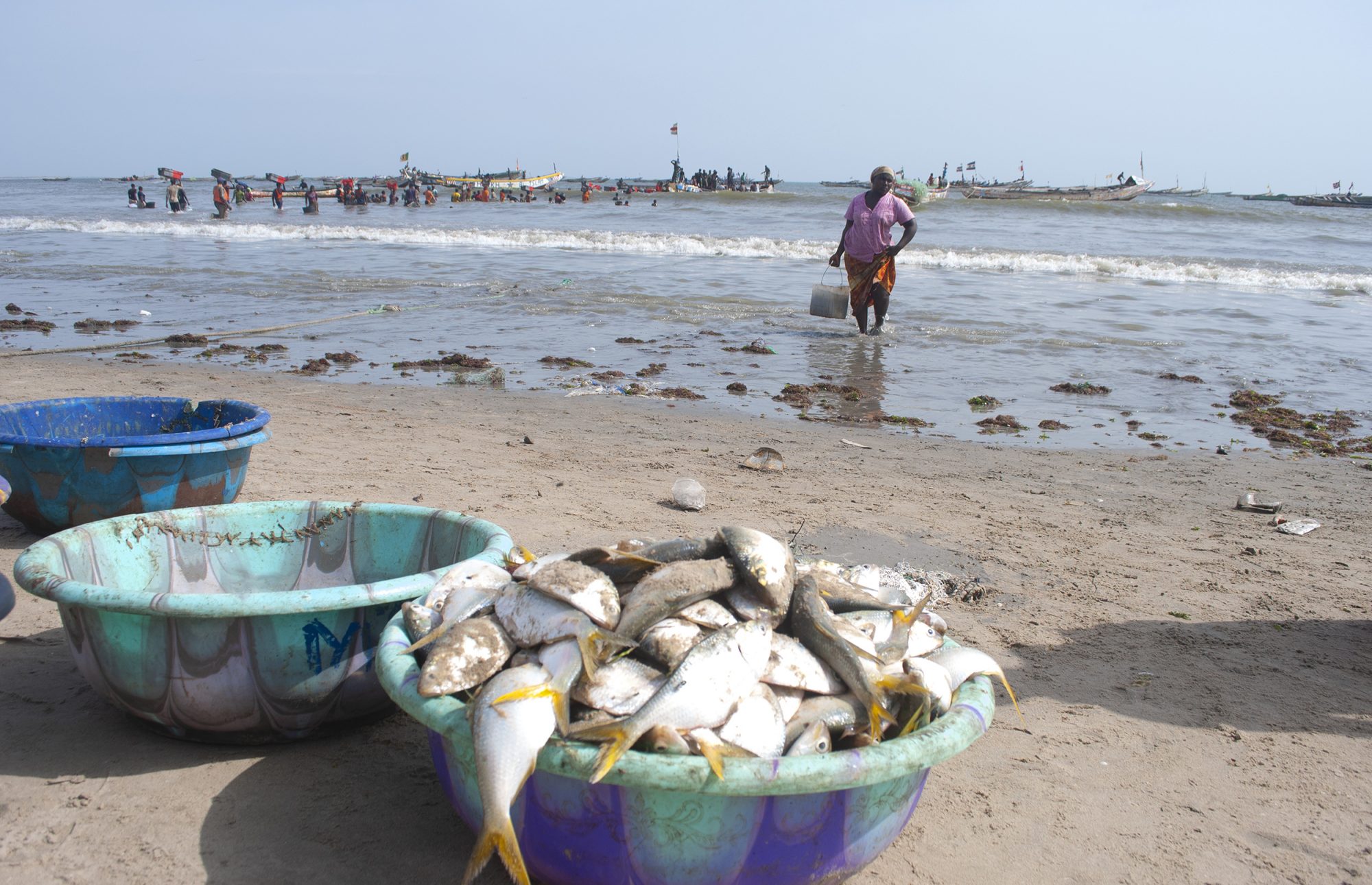 Small fish like these, caught by local artisanal fishers, are a vital source of protein for all Gambians, both on the coast and inland (Image: Mustapha Manneh / China Dialogue)