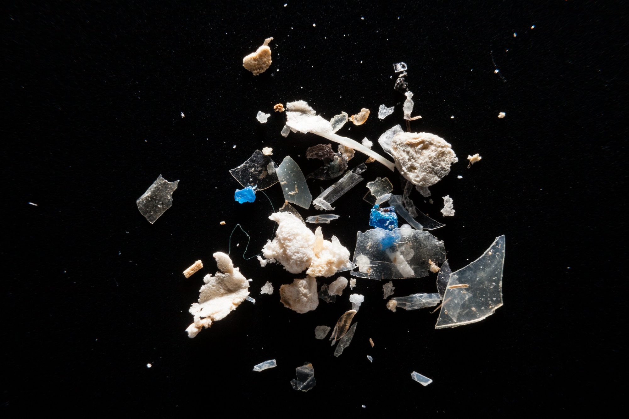 microplastics in the Chesapeake Bay Watershed, microscope image 